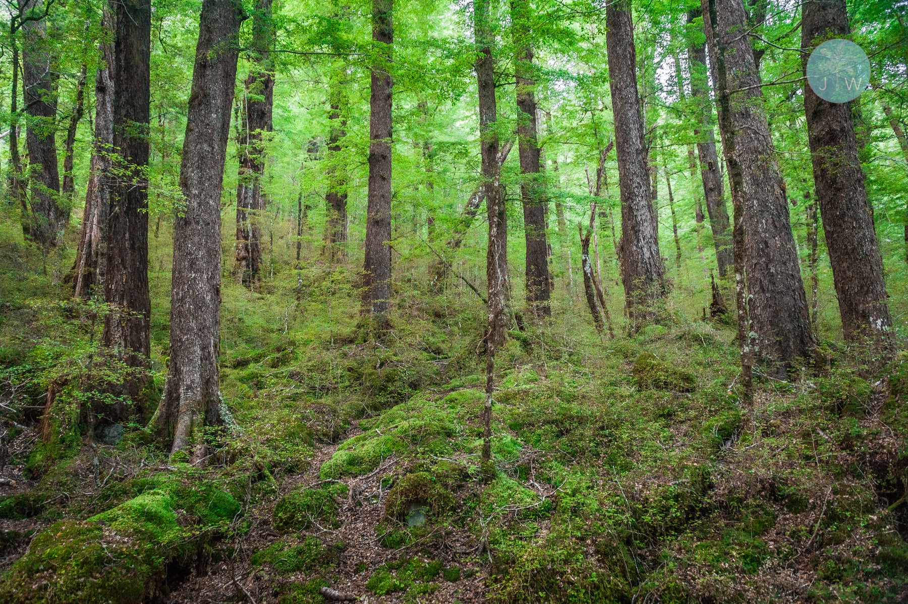 Birch Forest