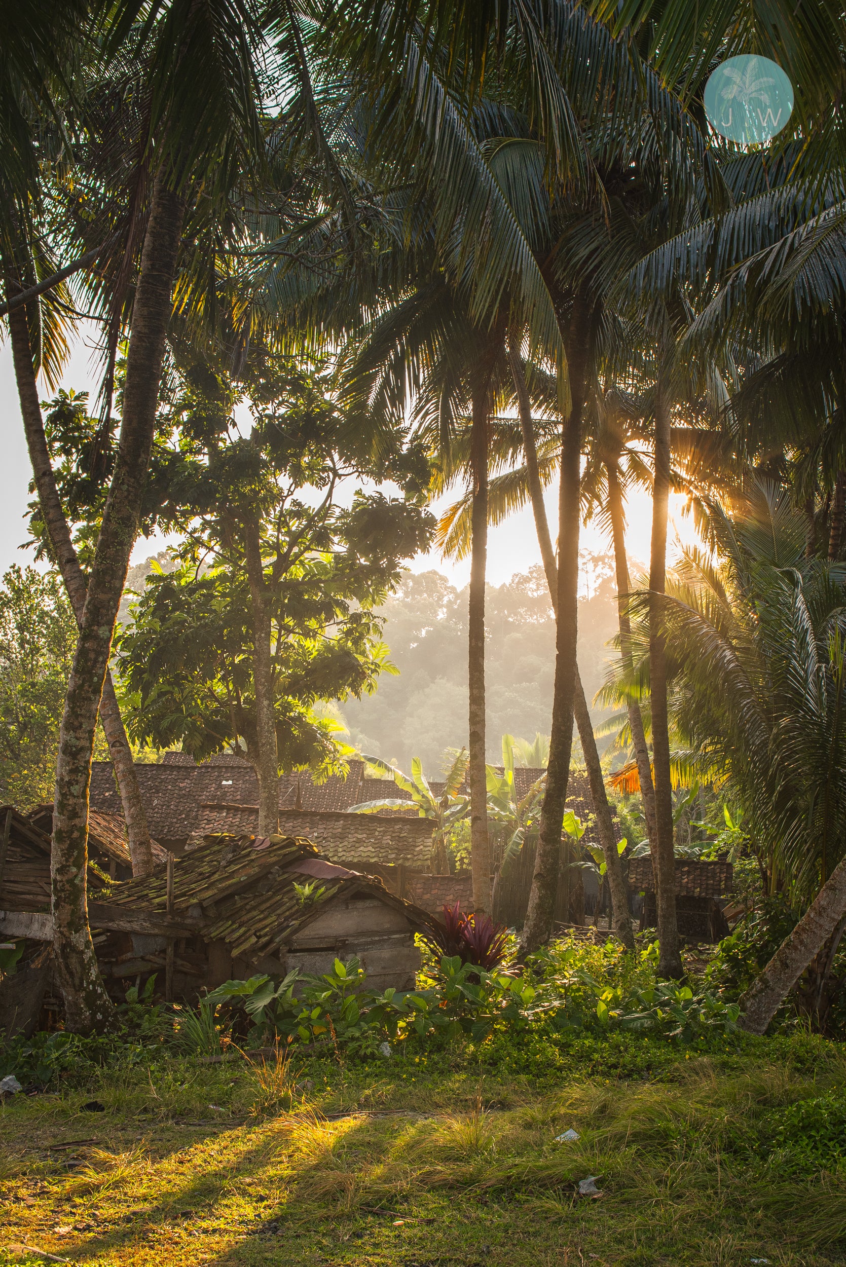 Morning Jungle Light