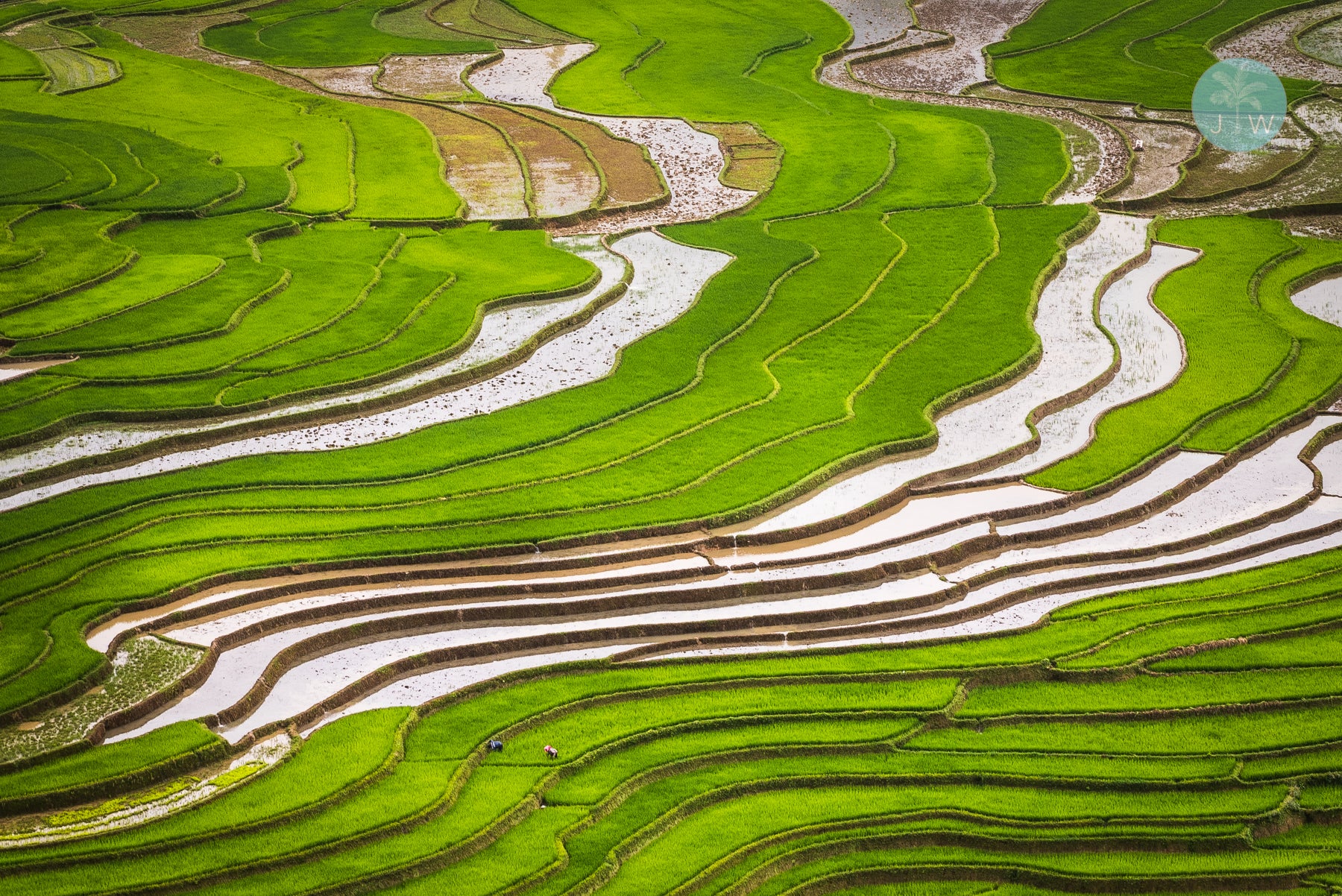 Mù Cang Chải Rice Fields