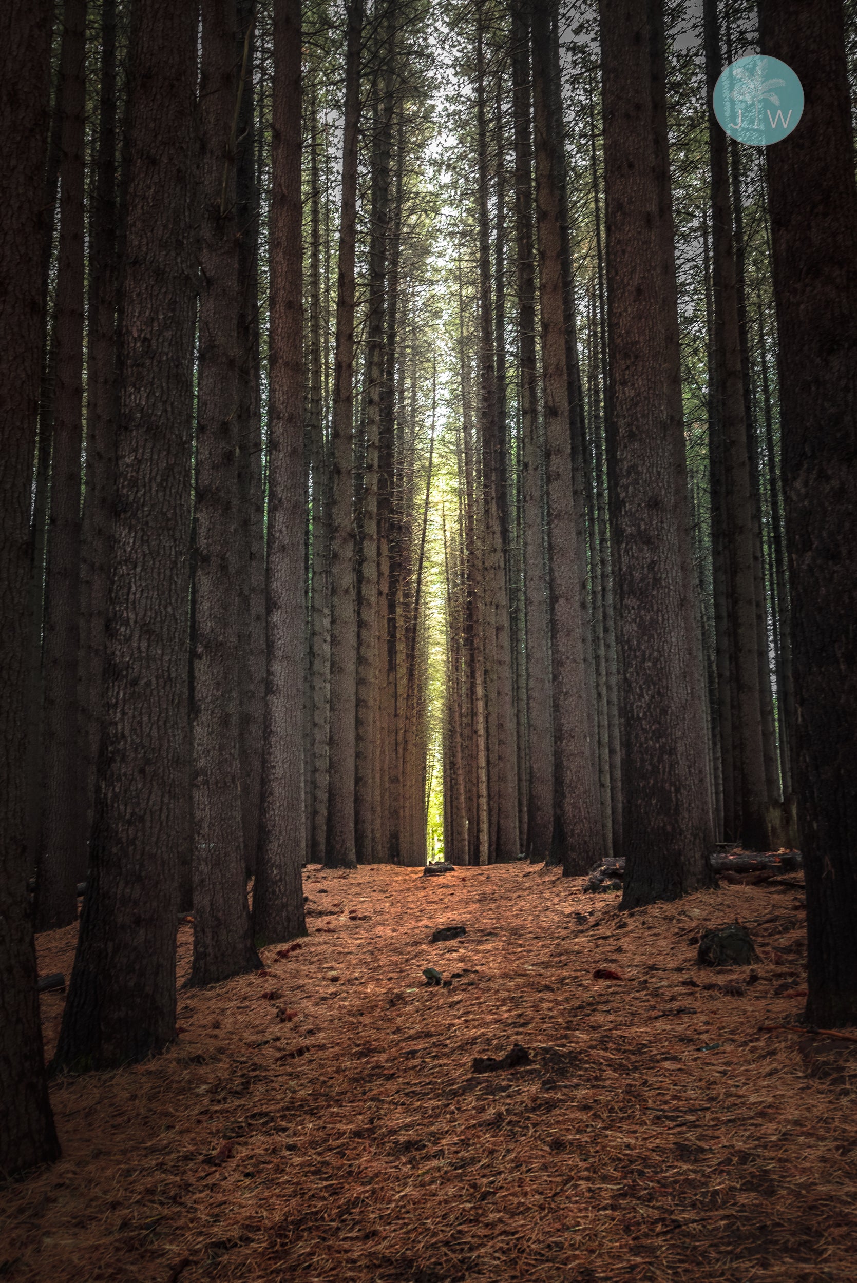 Sugar Pine Vertical