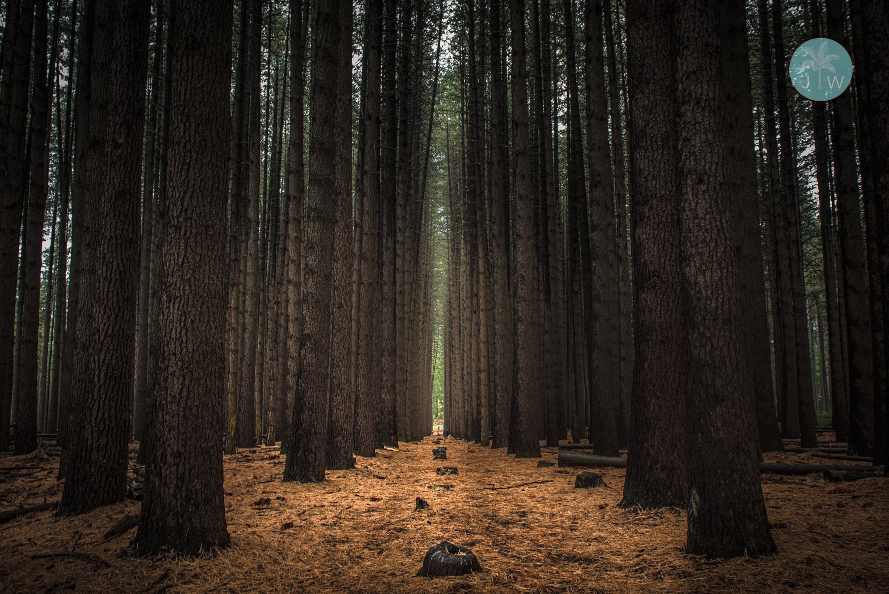 Sugar Pine Symmetry