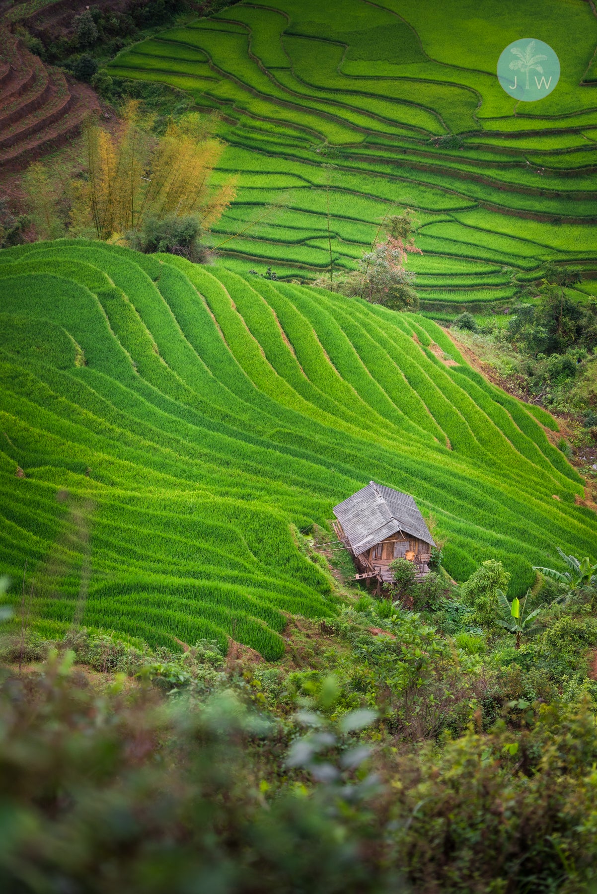 Mù Cang Chải Terrace View