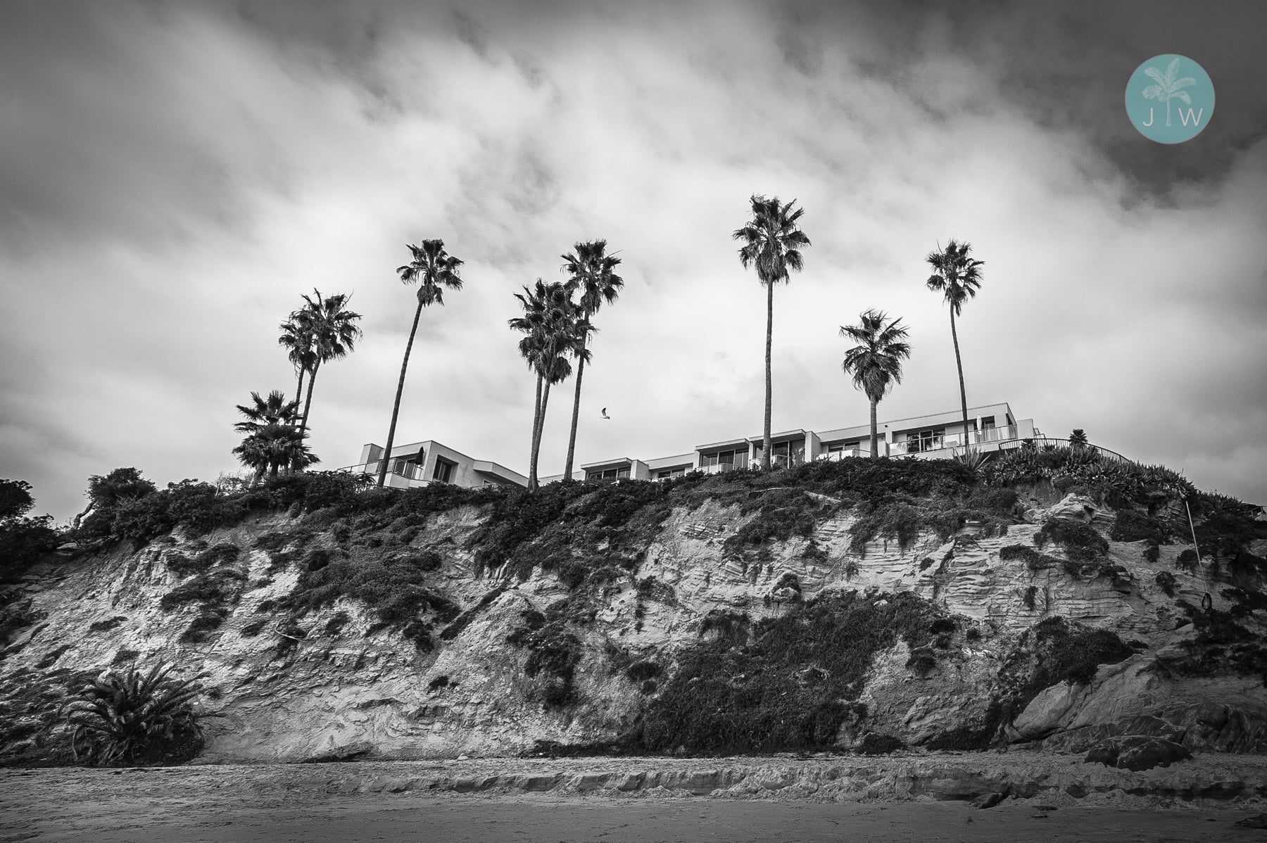 Laguna Beach Palms