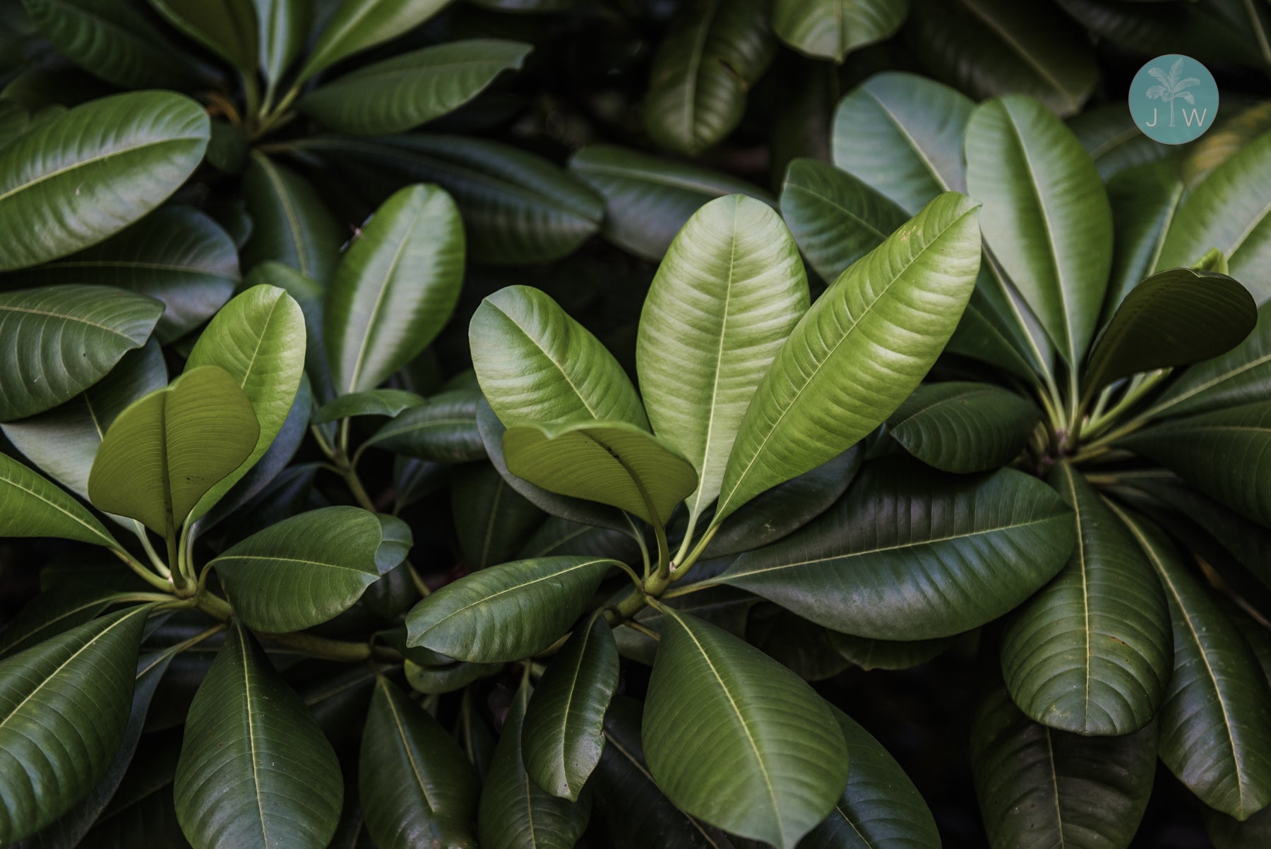 Tropical Greenery