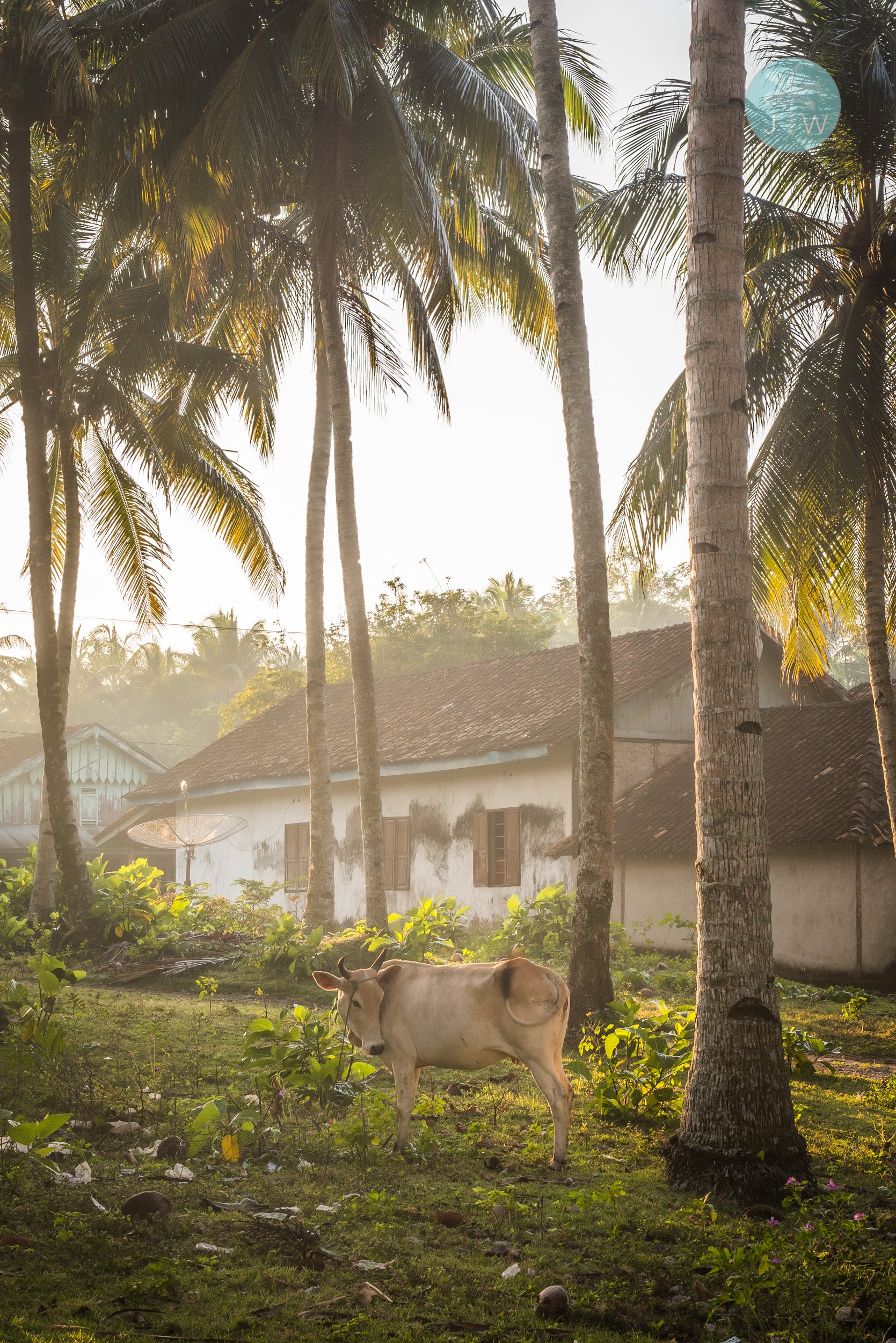 Sumatran Morning