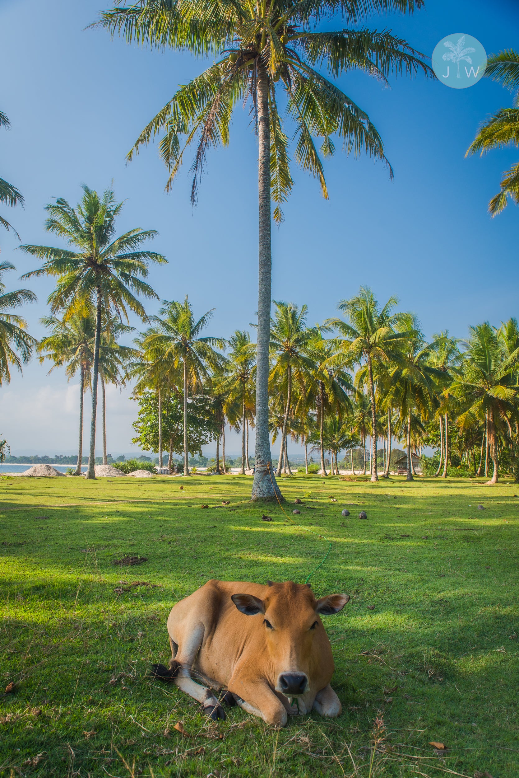 Sumatran Lawnmower