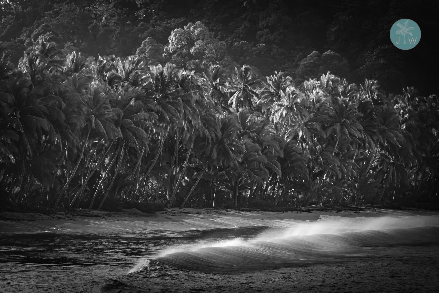 Monochrome Palms