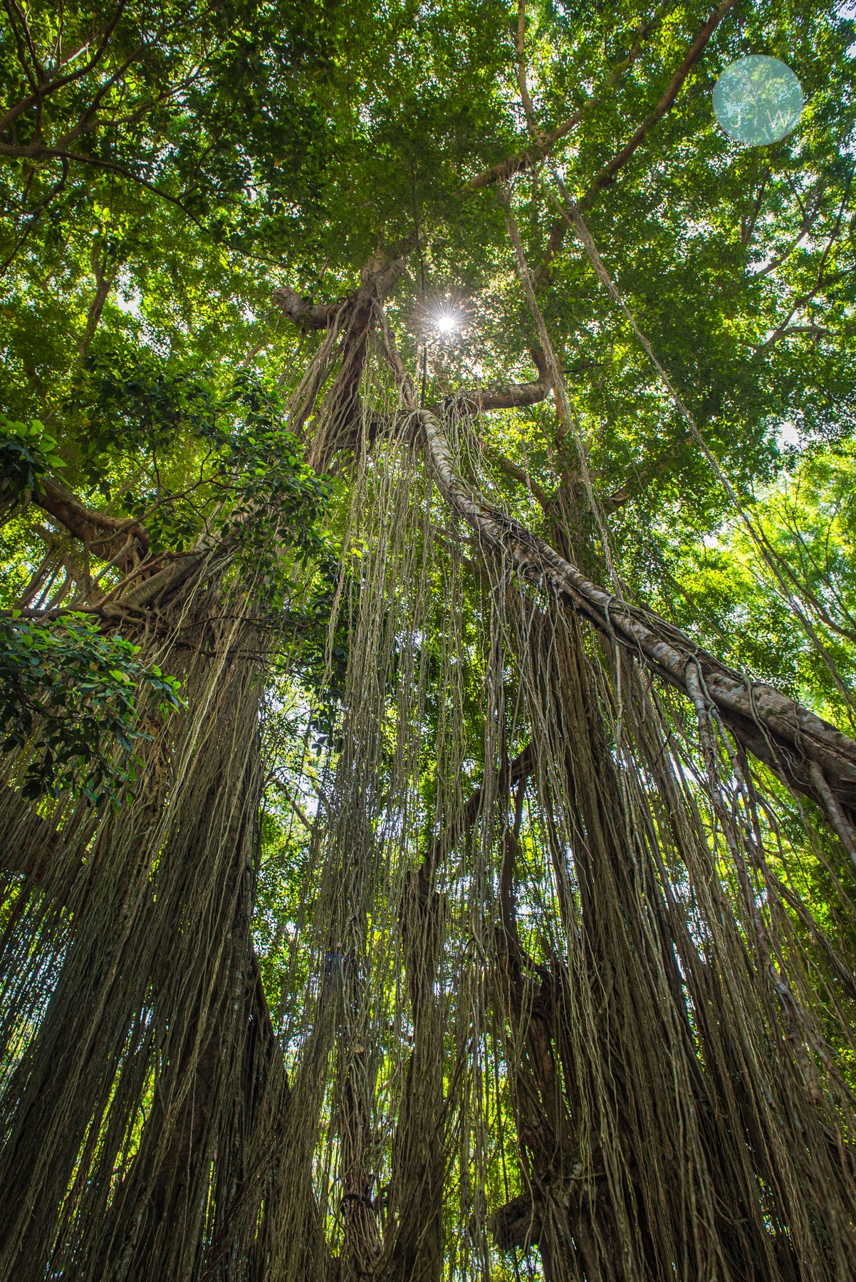 Banyan Tree