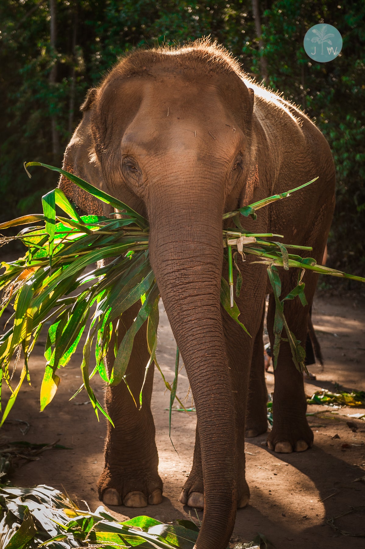 Elephant Encounter