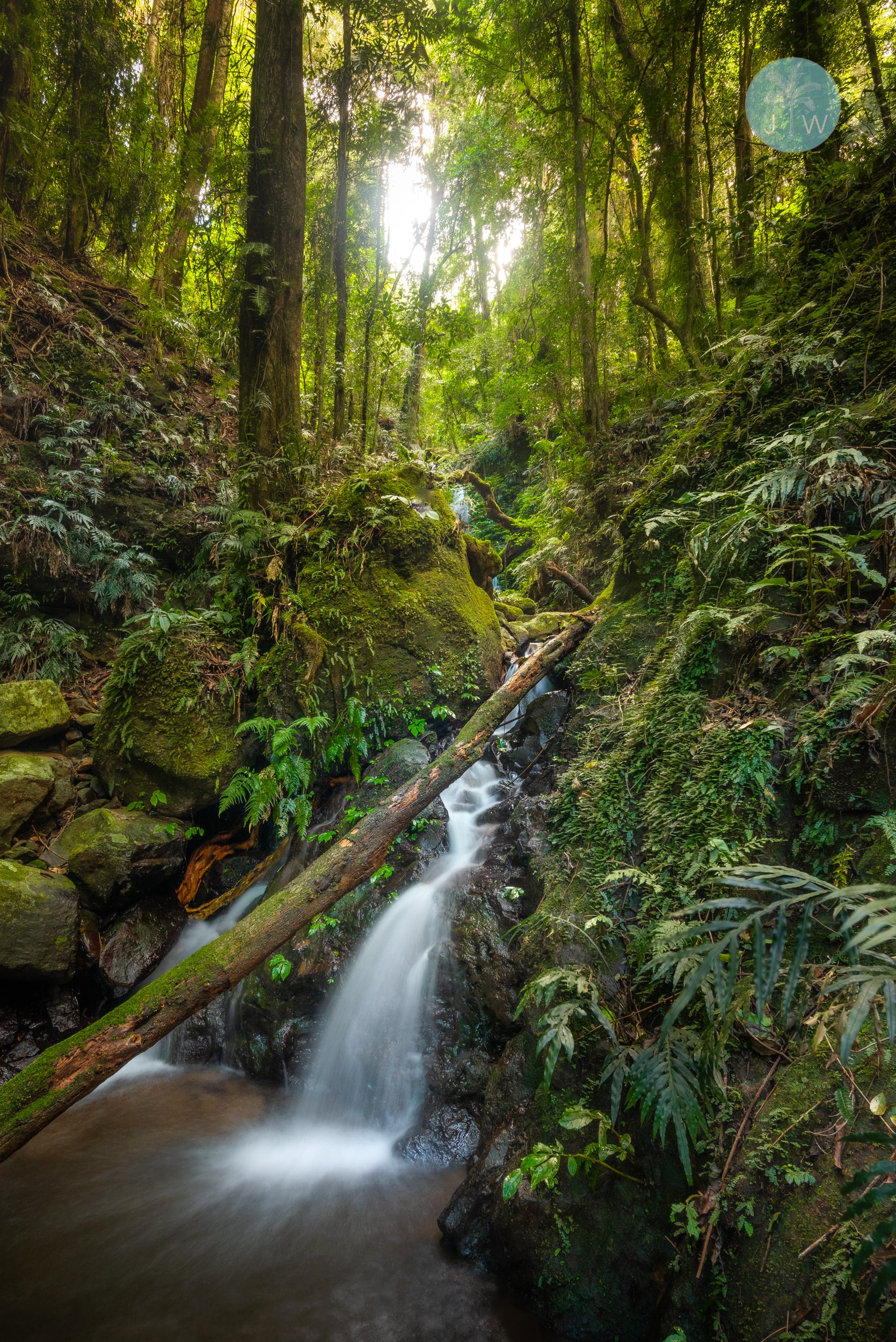 Dorrigo Stream