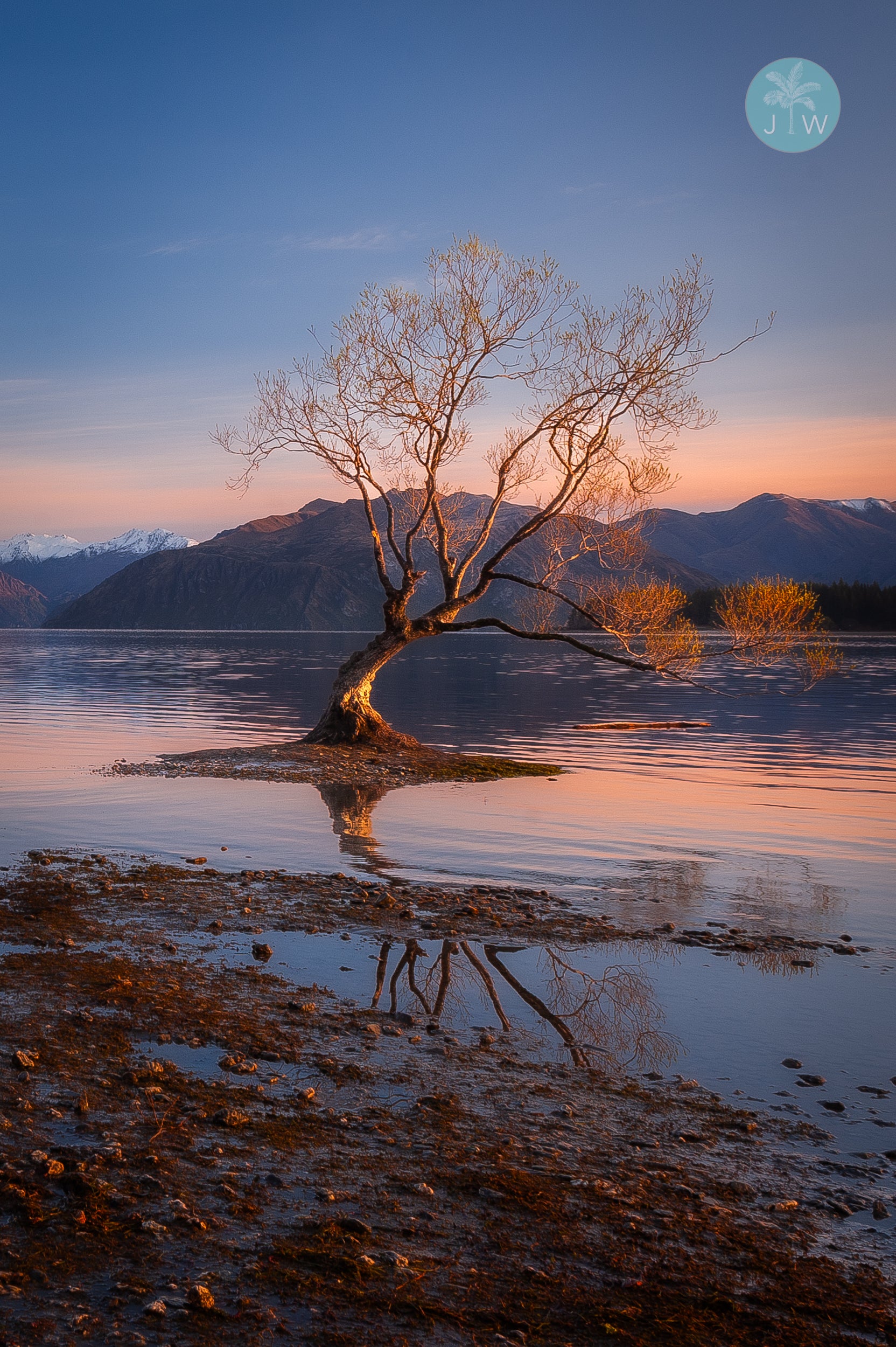 Wanaka Tree Sunrise