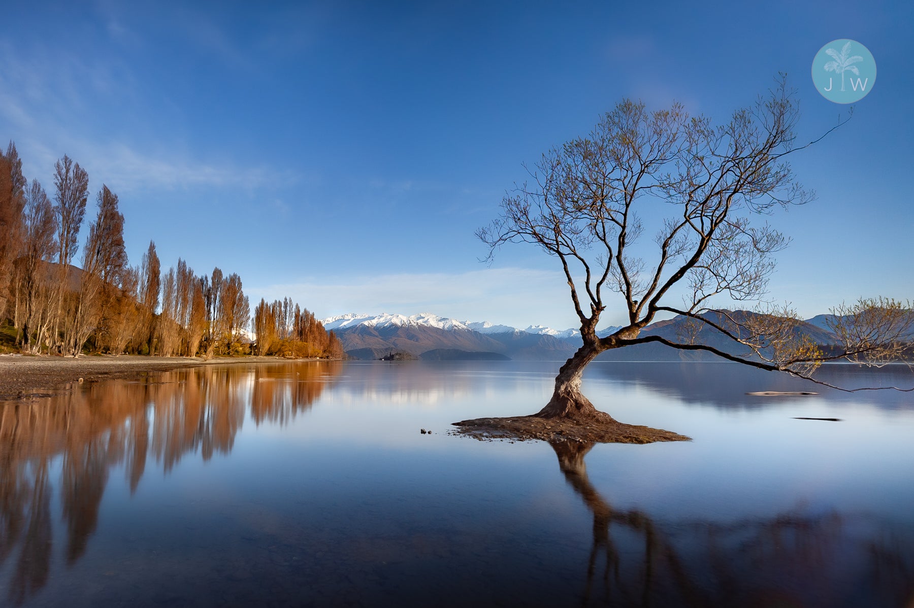 The Wanaka Tree